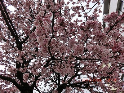 768熱海桜.jpg