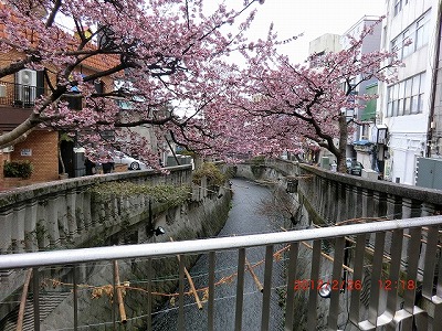 772糸川沿いの熱海桜.jpg